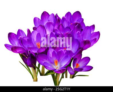 Purple Crocus flowers bouquet isolated on white background. Violet Crocus flowers in the spring isolated on white (selective focus). Stock Photo