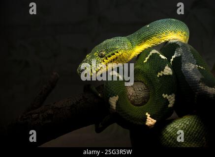 Colorful green tree python resting on a branch in a dimly lit environment at night Stock Photo