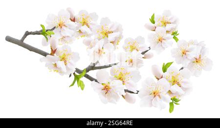 Branch of almond tree in spring with white blossoms isolated on white background Stock Photo