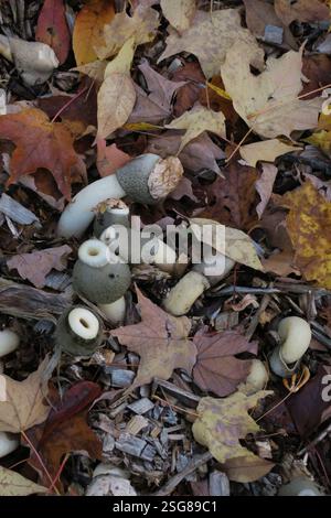 A captivating Phallus ravenelii, or stinkhorn, emerges from the autumnal tapestry of fallen leaves. Stock Photo