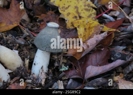 A captivating Phallus ravenelii, or stinkhorn, emerges from the autumnal tapestry of fallen leaves. Stock Photo