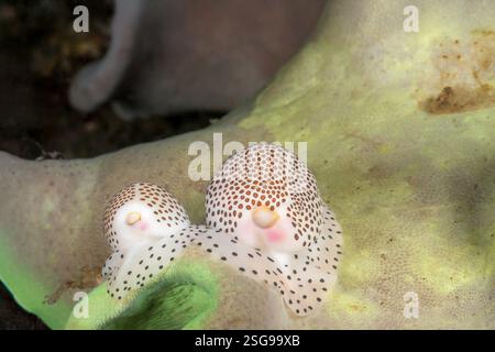 These allied cowries, Calpurnus verrucosus, are pictured on leather coral, Sarcophyton sp., on which they feed, Komodo, Indonesia. They are also refer Stock Photo