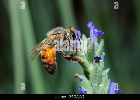 A honey bee collecting nectar on a lavender  flower, South Africa Stock Photo
