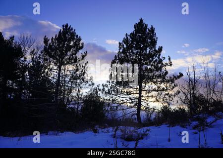 Two large pine trees are silhouetted against a dramatic twilight sky of blue and orange over a snow-covered foreground Stock Photo