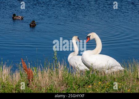 Two Mallard Ducks Stand On A Stone Railing Overlooking A Green two-mallard-ducks-stand-on-a-stone-railing-overlooking-a-green