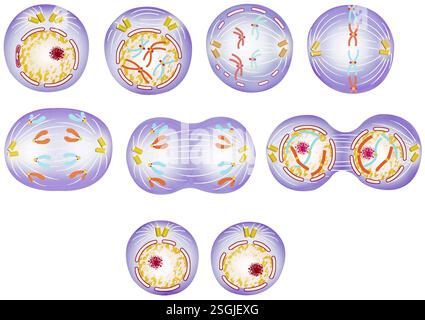 Cell cycle, illustration Stock Photo - Alamy