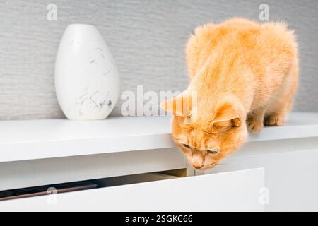 ginger cat looks into open chest of drawers. ginger cat sitting on dresser tabletop. curious cat peeks into open cabinet drawer Stock Photo
