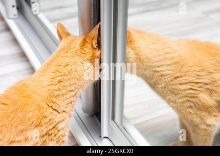 ginger cat peeking into open closet, close-up. the cat looks through the crack between the closet doors. curious cat. Stock Photo
