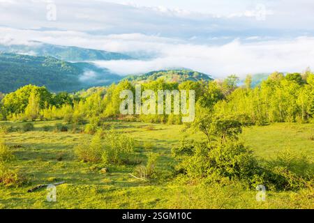 alpine green meadows of carpathian landscape in springtime. mountainous countryside of ukraine with rolling hills and deep valley in fog. warm sunny m Stock Photo