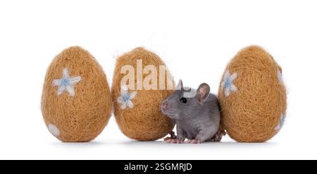 Adorable gray rat hiding between three felted easter eggs. Isolated on a white background. Stock Photo