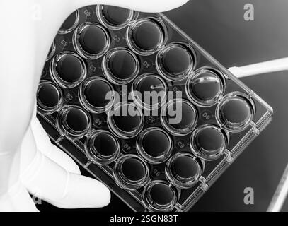 Biomedicine, Scientist preparing cells in growth medium in the lab Stock Photo