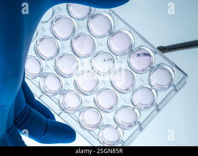 Biomedicine, Scientist preparing cells in growth medium in the lab Stock Photo