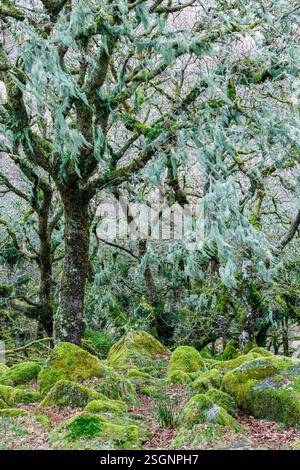 Dwarf oaks of Wistmans Wood Winter Dartmoor  Devon England UK Stock Photo