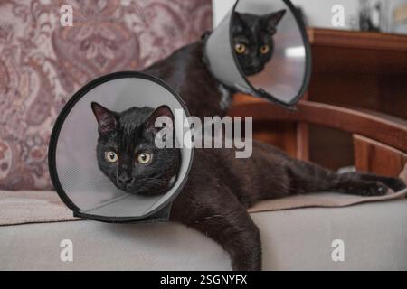 Two black cats wearing protective veterinary cones rest on couch in cozy home setting. One cat is lying down in foreground, while the other sits behin Stock Photo