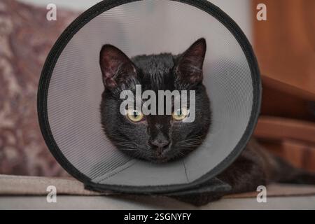 Close-up portrait of black cat with green eyes wearing protective veterinary cone. Cat rests on soft surface, looking directly at camera with calm yet Stock Photo