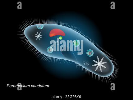 Paramecium caudatum. Close-up of Unicellular organism on dark background. Protozoa anatomy. Realistic vector illustration Stock Vector