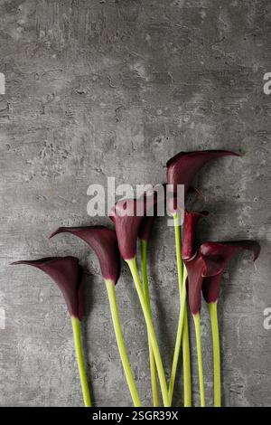 Black calla flowers (Zantedeschia) on stone background, copy space Stock Photo
