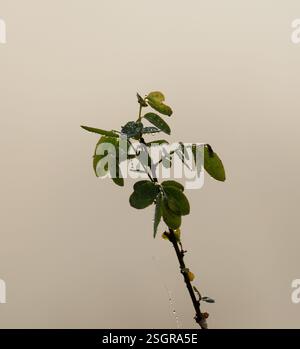 Morning dew drops on the small tree.this photo was taken from Bangladesh. Stock Photo
