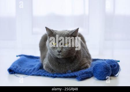 Grey cat portrait with striking yellow eyes gazing at knitted blue fabric in peaceful pose. Closeup. Stock Photo
