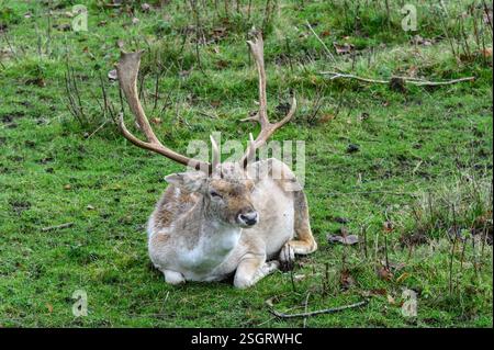 Fallow Deer (Dama dama) buck (male) relaxing in Boughton Monchelsea deer park. December, UK, Kent, Stock Photo
