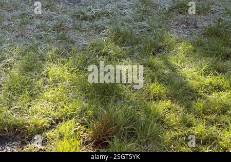 Green grass covered with frost in the early morning sun. Natural background Stock Photo