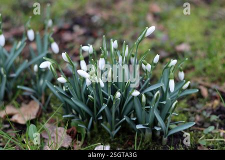 Snowdrop flowers in the garden close up photo. First spring flowers. Spring background. Stock Photo