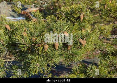 Closeup of small pine cones at the end of branches. Stock Photo