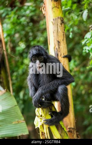 Monkey in the jungle. Natural habitat close up Stock Photo - Alamy
