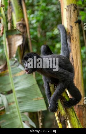 Monkey in the jungle. Natural habitat close up Stock Photo - Alamy