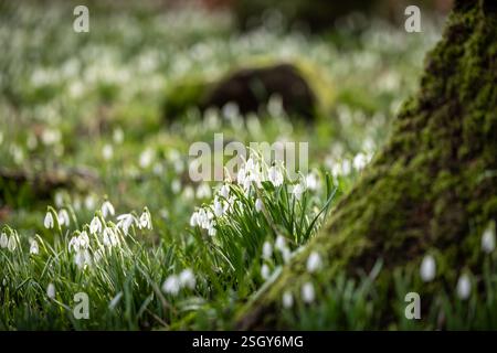 Snowdrop flowers on a sunny winter's morning Stock Photo