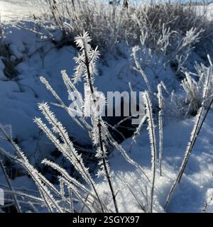 Hoar frost ice crystals on a winter's day.  Sheffield, South Yorkshire, England, UK. Stock Photo