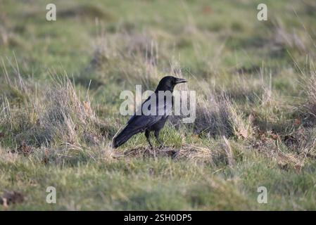 Portrait of a Carrion Crow (Corvus corone) Standing on Short Grass in Right-Profile in Low Winter Sun, Highlighting Detailed Markings, taken in the UK Stock Photo