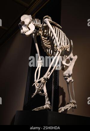 Skeleton of Gorilla in museum Stock Photo