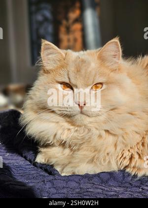 long haired Scottish straight basking in sunlight Stock Photo