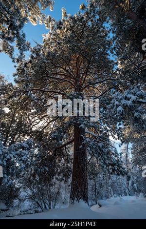 Ponderosa pine tree after snowstorm, Iwetemlaykin State Heritage Site, Oregon. Stock Photo