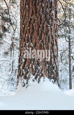 Ponderosa pine tree after snowstorm, Iwetemlaykin State Heritage Site, Oregon. Stock Photo
