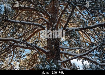 Ponderosa pine tree after snowstorm, Iwetemlaykin State Heritage Site, Oregon. Stock Photo