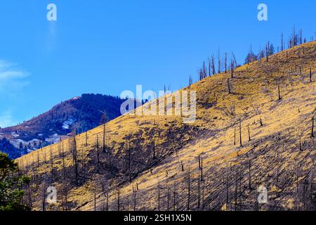 Burnt Hillside Landscape with Sparse Trees Under a Clear Blue Sky Stock Photo