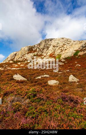 Holyhead Mountain or Mynydd Twr, the highest point on Holy Island, Anglesey North Wales UK with heather growing below the rocks on the summit. Stock Photo