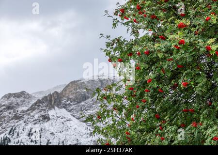 Rowan tree with red berries dusted in snow stands against the backdrop of snow covered Dolomite peaks under a cloudy sky, capturing the transition of Stock Photo