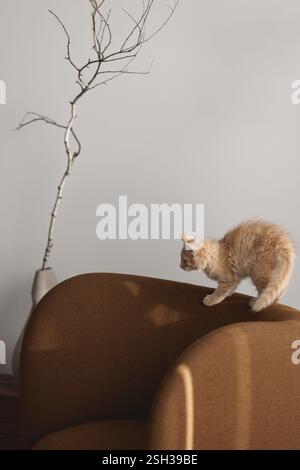 Two month old ginger fluffy kitten exploring on brown lounge chair Stock Photo