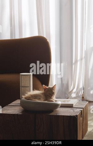 Two month old ginger fluffy kitten resting in concrete decorative bowl Stock Photo