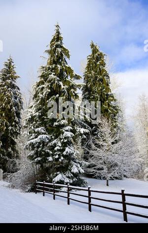 Rural three rail fence leading to snow covered western hemlock trees Stock Photo