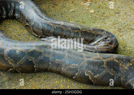 Close up of a python snake - Philippines, Coron Island Stock Photo