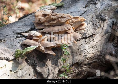 Closeup of oyster mushroom on fallen tree trunk in filtered sunlight. Stock Photo