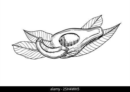 Avocado with leaves vector black ink sketch. Half fruit with seed and slice graphic illustration in realistic linear style. Etching drawing of organic Stock Vector
