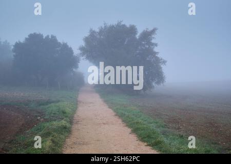 Walking path winding through foggy countryside with silhouetted trees creating mysterious atmosphere. Ayegui, navarre, spain Stock Photo