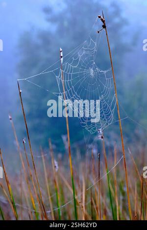 Intricate spiderweb glistening with morning dew, suspended between blades of grass in a misty field, creating a serene natural scene. Ayegui, navarre, Stock Photo