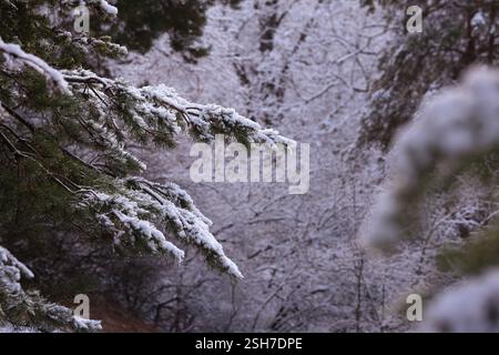 heavy pine branches sank sullenly under the weight of white snow Stock Photo