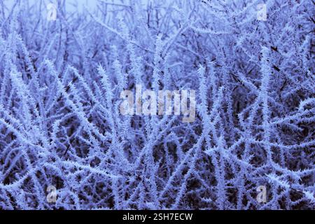 Frozen winter branches are covered with a thick layer of textured frost in the shape of thorns Stock Photo